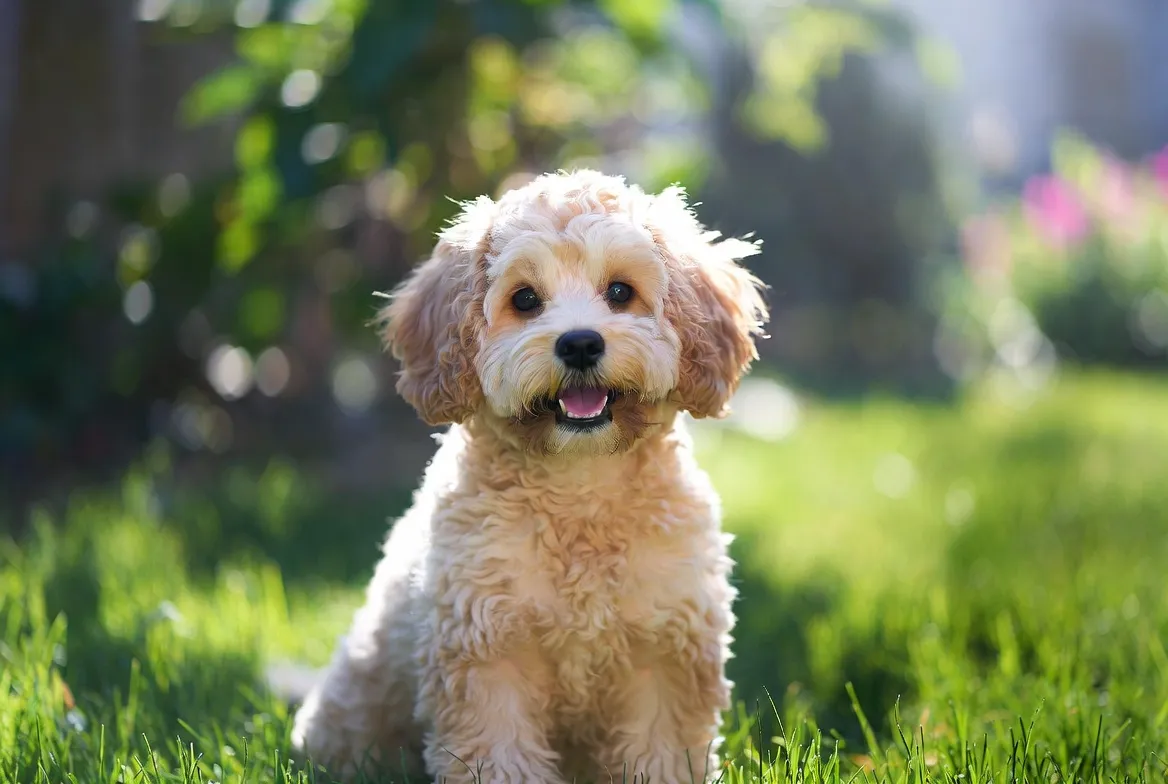 7 Essential Tips for Cavapoo Owners to Raise Healthy Dogs
