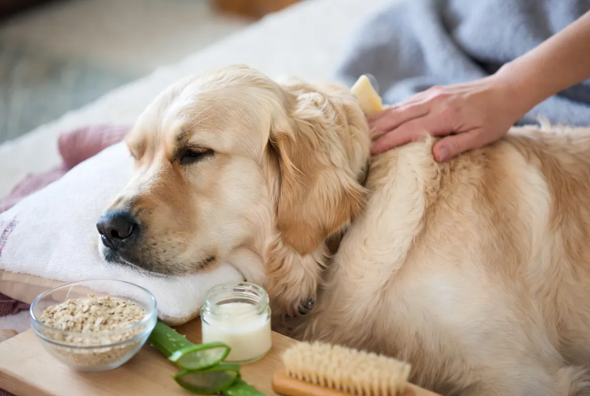 7 Vet-Approved Remedies for Dog Rashes