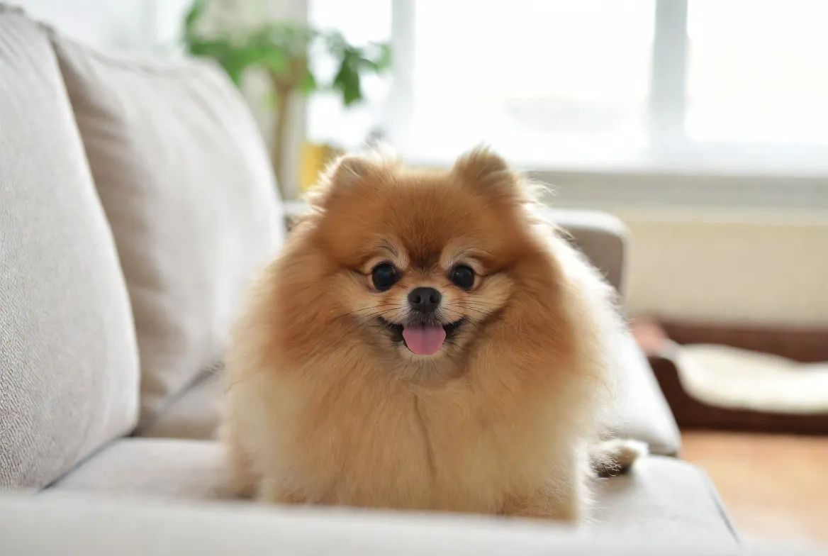 8 Essential Tips for Future Pomeranian Owners You Need